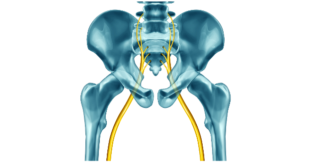 Anatomy showing sciatic nerve origin