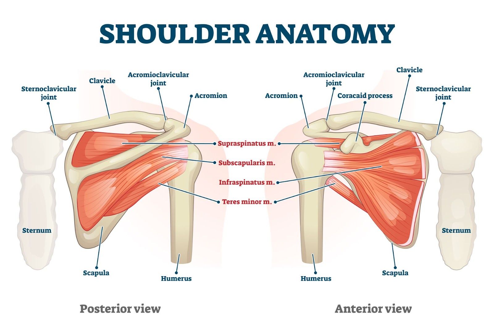 shoulder anatomy illustration